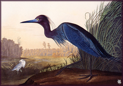 ma Audubon Blue Crane Jeron