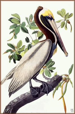 ma Audubon Brown Pelican