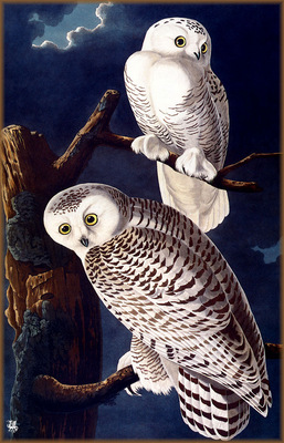 ma Audubon Snowy Owl