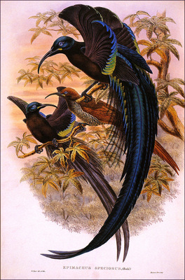 bs na William Hart Black Sickle Billed Bird Of Paradise