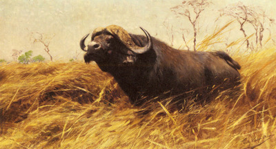 Kuhnert Wilhelm Friedrich An African Buffalo